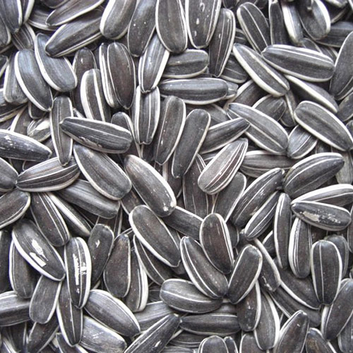 Private Label Sunflower Seed | In Bulk & Wholesale
